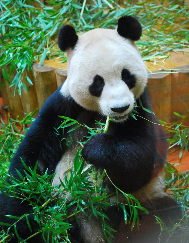 Le zoo d’Édimbourg envisage de renvoyer ses pandas en Chine pour cause de difficultés financières