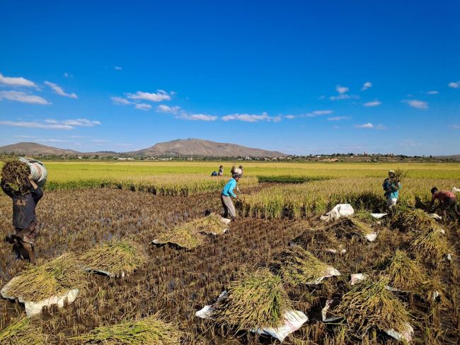 Madagascar a tiré profit du riz hybride chinois