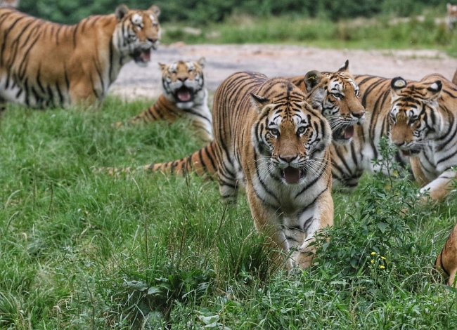 Parc national du tigre et du léopard de Sibérie