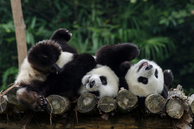 Les pandas (Crédit: Xu Jun/VCG)