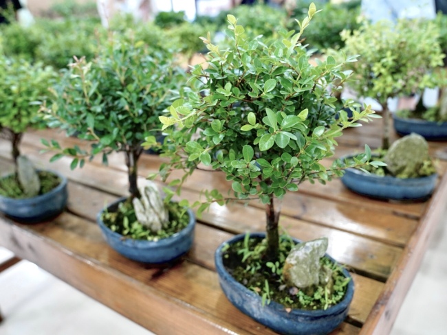 Μικροσκοπικά δέντρα μπονσάι πάνω σε ένα τραπέζι. Τα δέντρα αρέσουν στους Κινέζους και η αγορά αυξάνεται κατά 10 τοις εκατό κάθε χρόνο. [Φωτογραφία: Zhou Lanxu και Wang Jia / chinadaily.com.cn]