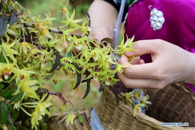 Χωρική μαζεύει άνθη ορχιδέας του είδους dendrobium nobile σε μια βάση καλλιέργειας στο χωριό Λονγκτσί της πόλης Ντουντζάι στην κομητεία Τζινπίνγκ που βρίσκεται στην επαρχία Γκουιτζόου της νοτιοδυτικής Κίνας, στις 12 Ιουνίου 2020. (Xinhua / Yang Ying)