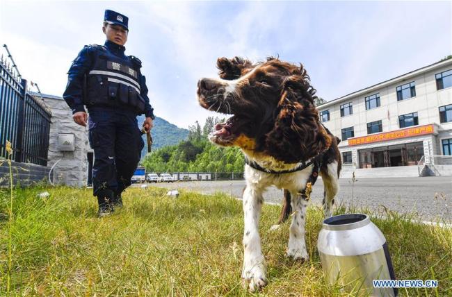 Ο σκύλος Χέι-Σα με τον εκπαιδευτή του Τζιανγκ Φενγκ αναζητούν ύποπτα αντικείμενα κατά τη διάρκεια μιας προπόνησης στο Μπαϊσάν, στην επαρχία Τζιλίν της βορειοανατολικής Κίνας, στις 22 Ιουνίου 2020. 