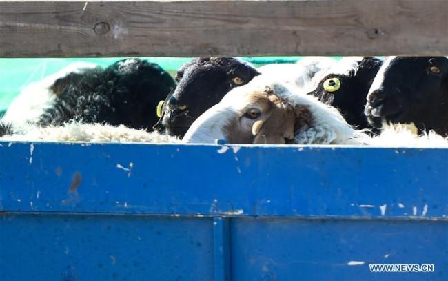 Η φωτογραφία που τραβήχτηκε στις 22 Οκτωβρίου 2020 δείχνει τα πρόβατα που δωρίστηκαν από τη Μογγολία να διέρχονται από το Ερενχότ, στην Αυτόνομη Περιοχή της εσωτερικής Μογγολίας της βόρειας Κίνας.<br><br><br>
