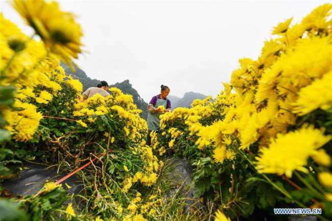 Χωρικοί μαζεύουν χρυσάνθεμα στο χωριό Τζινσί του Σιμά κοντά στην κομητεία Λονγκλί της επαρχίας Γκουιτζόου της νοτιοδυτικής Κίνας, στις 27 Οκτωβρίου 2020. 