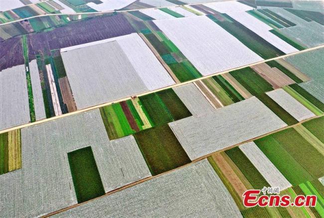Αεροφωτογραφία από τις 19 Ιανουαρίου δείχνει μια μεγάλη βάση λαχανικών στην περιοχή Τζιαλίνγκ της πόλης Ναντσόνγκ στην επαρχία Σιτσουάν.