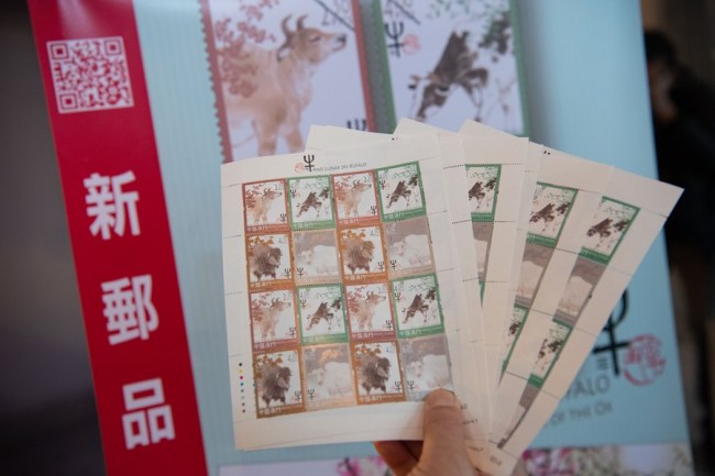 Η Macao Post εκδίδει τη νέα σειρά γραμματοσήμων για να σηματοδοτήσει το Έτος του Βοδιού, στις 5 Ιανουαρίου 2021. (Xinhua / Cheong Kam Ka)