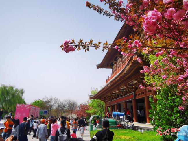 Στις 28 Μαρτίου 2021, οι κάτοικοι στο Σι’αν απόλαυσαν τα άνθη κερασιάς στο γραφικό σημείο του ναού Τσινγκλόνγκ.
