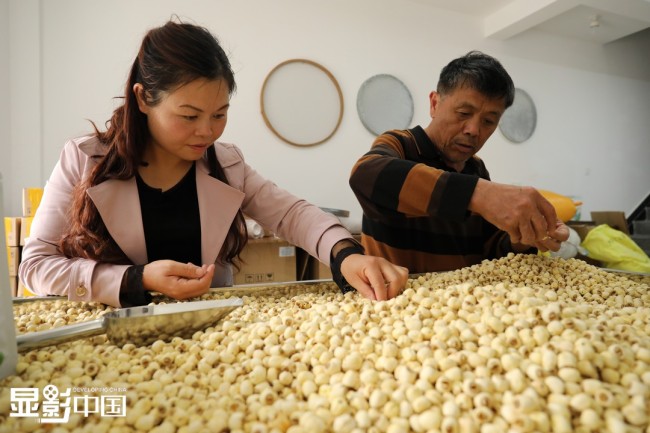 Η Ράο Τσουνχόνγκ και ο πατέρας της διαλέγουν σπόρους νούφαρου