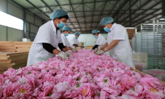 Εργαζόμενοι διαλέγουν τριαντάφυλλα για αποξήρανση σε ένα βιομηχανικό πάρκο με τριανταφυλλιές στην περιοχή Ρενζέ, στην πόλη Σινγκτάι, στην επαρχία Χεμπέι της Βόρειας Κίνας, στις 14 Μαΐου 2021. (Φωτογραφία / Xinhua)