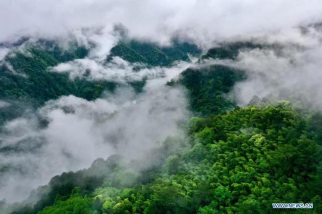 Η εναέρια φωτογραφία που τραβήχτηκε στις 17 Μαΐου 2021 δείχνει τα βουνά που τυλίγονται από σύννεφο και ομίχλη στο εθνικό πάρκο του βουνού Γουγισάν, στην επαρχία Φουτζιάν της νοτιοανατολικής Κίνας. (φωτογραφία / Xinhua)
