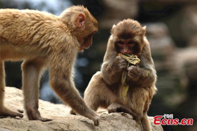 Μαϊμουδάκια χαίρονται τα ειδικά για αυτά τζόνγκτζι που έλαβαν για το Φεστιβάλ Ντουανγού στον ζωολογικό κήπο του Τζενγκτζόου στην επαρχία Χενάν, στις 9 Ιουνίου 2021.