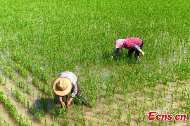 Αγρότες δουλεύουν στα χωράφια της κομητείας Χελάν, Νινγκσιά, 10 Ιουνίου 2021