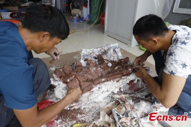 Ερευνητές συντηρούν απολιθώματα δεινοσαύρων στην πόλη Λουφένγκ, στην επαρχία Γιουνάν της νοτιοδυτικής Κίνας. (Φωτογραφία / China News Service)