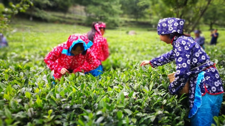 Longnan de Gansu atualiza indústria de chá para aliviar a pobreza