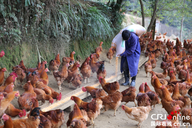 Птицеводческий кооператив увеличил доходы сельчан в уезде Цзянъин провинции Гуандун