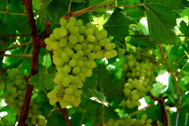 Виноградная долина «ПутаогоуПутаогоу» в Турфане