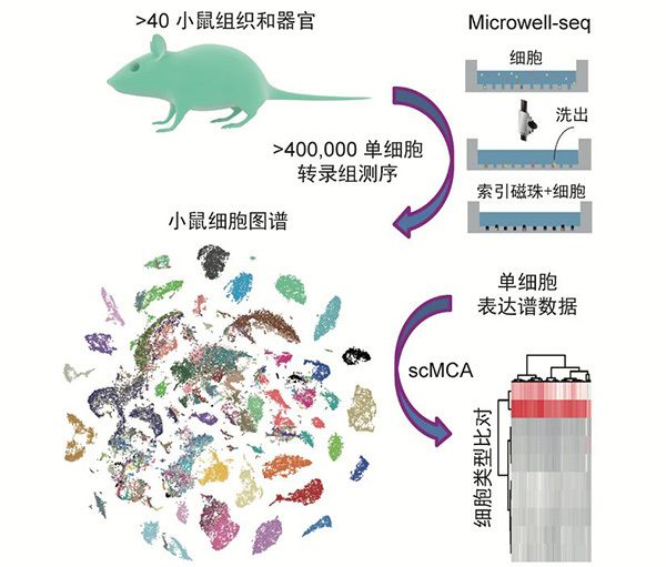 Китайские ученые составили первый в мире клеточный атлас млекопитающих