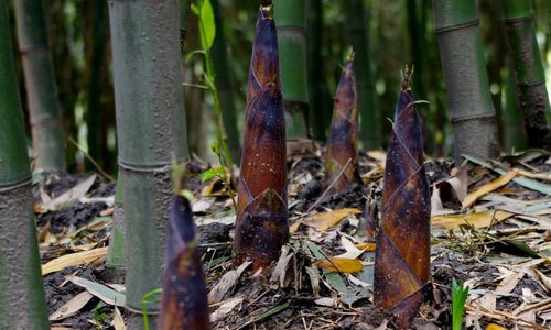 Блюда из бамбуковых ростков