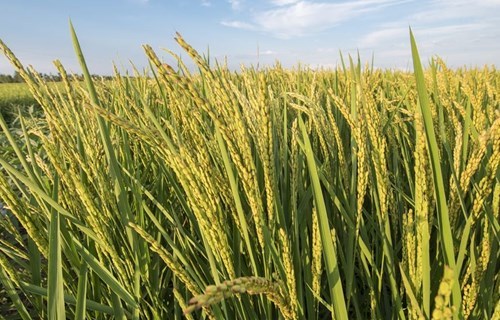 Китайские ученые раскрыли секрет адаптации риса к холодному климату 