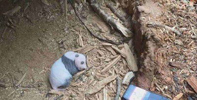 В китайском природном заповеднике обнаружен детеныш дикой панды 