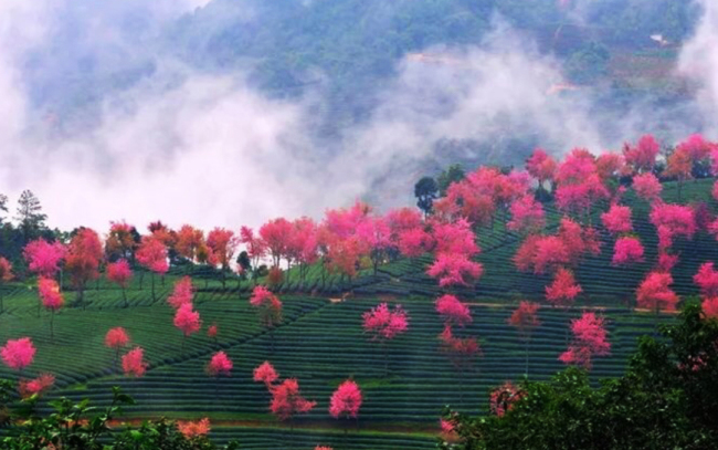 Вишневая долина в уезде Наньцзянь провинции Юньнань