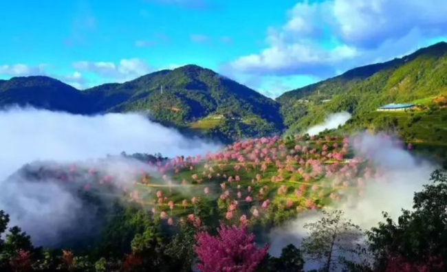 Вишневая долина в уезде Наньцзянь провинции Юньнань