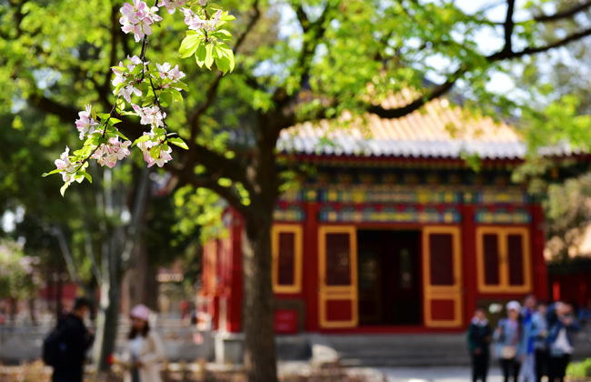 Весенний Пекин: апрель принес тепло в столицу КНР