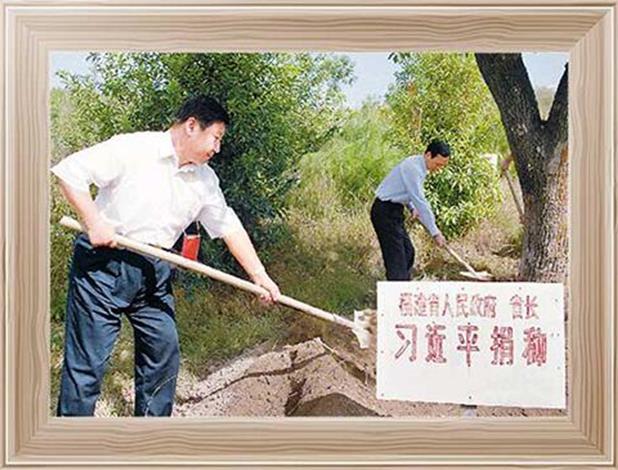 Си Цзиньпин в бытность губернатором провинции Фуцзянь сажает камфорное дерево, октябрь 2001 г.