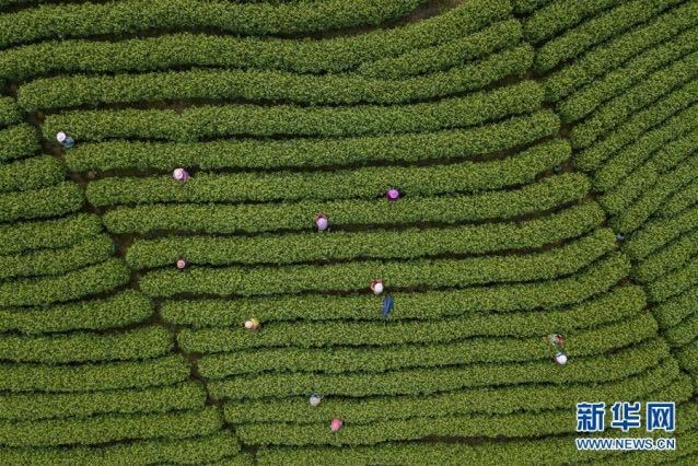 На фото: сбор чайных листьев в деревне Хуанду поселка Лунси уезда Аньцзи провинции Чжэцзян