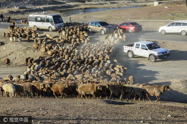 قازقستان کے خانہ بدوش اپنے جانوروں کے ریوڑ کے ساتھ 