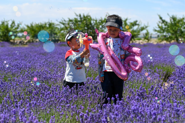Παιδιά παίζουν σε ένα αγρόκτημα λεβάντας στην κομητεία Χουοτσένγκ, στην αυτόνομη περιοχή Σιντζιάνγκ Ουιγκούρ της βορειοδυτικής Κίνας, στις 13 Ιουνίου 2021. [Φωτογραφία / Xinhua]