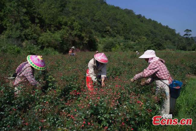 Οι καλλιεργητές λουλουδιών μαζεύουν τριαντάφυλλα Πνομ Πενχ στην Αυτόνομη Κομητεία Εσάν Γι, στην επαρχία Γιουνάν στις 2 Αυγούστου 2021. (Φωτογραφία: China News Service)
