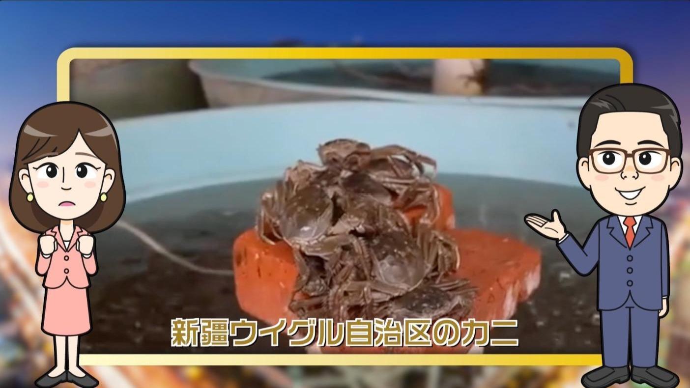 【わかった気になっチャイナ】上海蟹を超えた？ 新疆ウイグル自治区でカニが出荷！