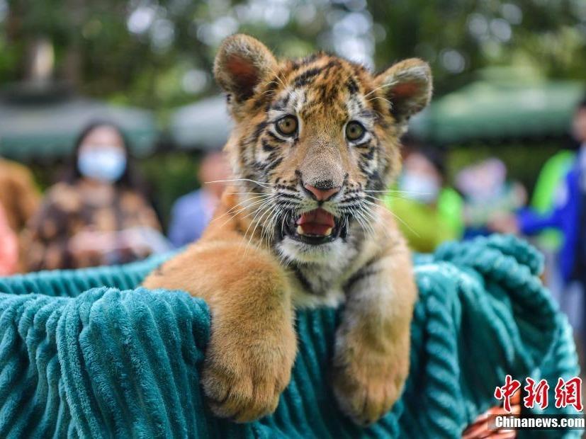 Debut Anak Harimau Bengal Curi Perhatian Ramai