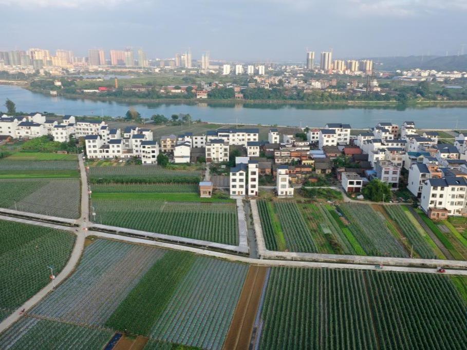 Tanaman Sayur, Industri Tunjang di Tiandong
