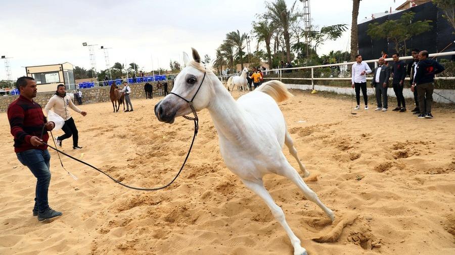 جشنی برای اسبهای عرب مصری