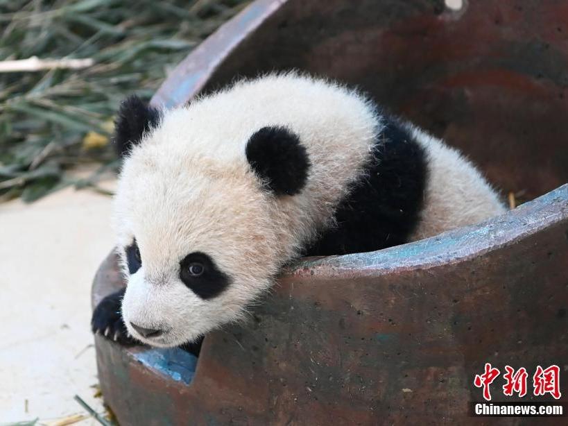 Kunjungi Panda Gergasi “Baobao”