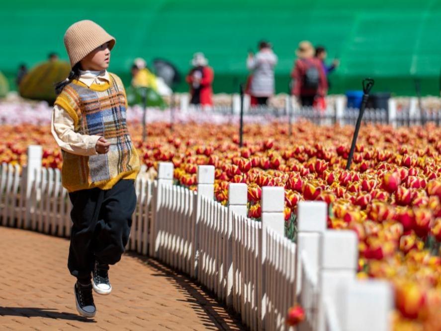Bunga Tulip Berkembang Mekar di Kunming