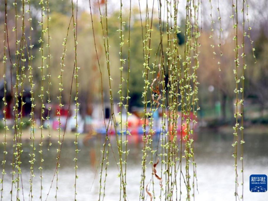 Bunga Ceri Berkembang Mekar di Nanjing