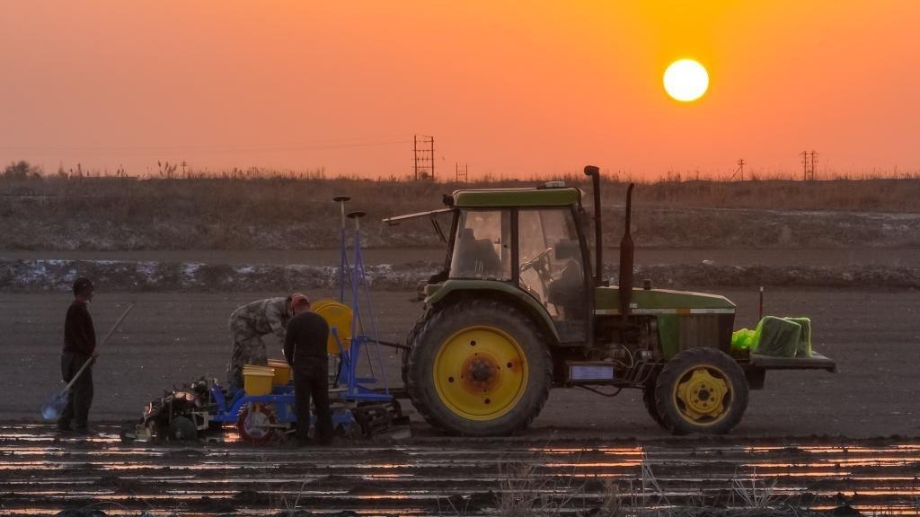 کشاورزی بهاره پنبه در شین‌جیانگ