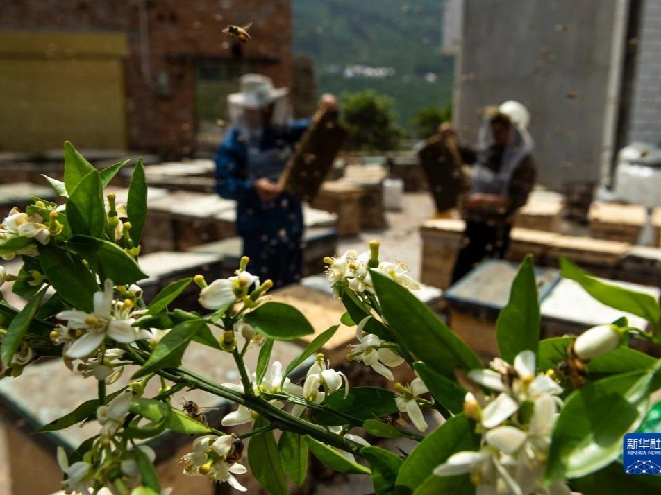Penternak Lebah Sibuk Kumpulkan Madu Bungan Oren