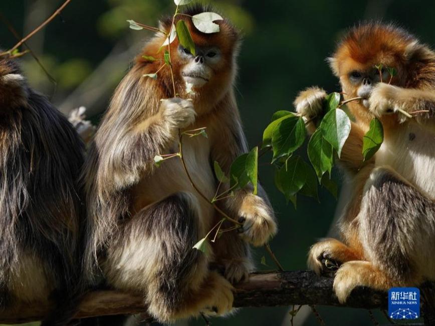 Dekati Habitat Monyet Emas
