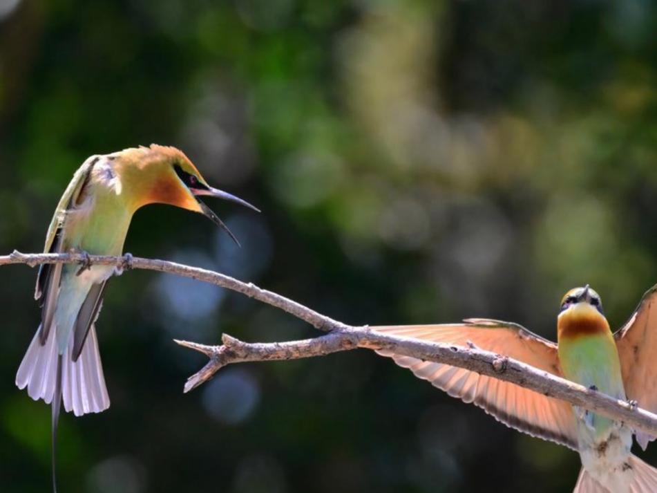 Burung Merops Philippinus ‘Menetap’ di Xiamen