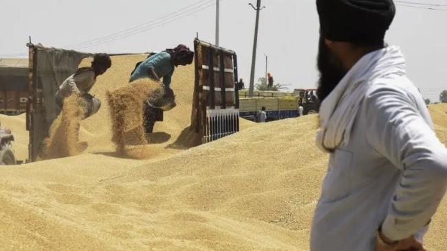 هند صادرات گندم را ممنوع کردا