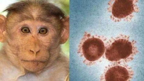 هیچ مورد ابتلا به «آبله میمون» در چین گزارش نشده استا