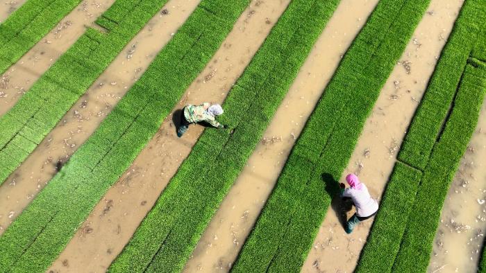 آغاز کاشت برنج دریایی در بسیاری از مناطق چین