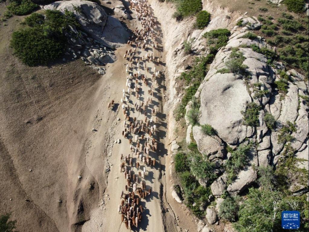 夏の放牧場へと家畜の移動を始める新疆の牧畜民たち