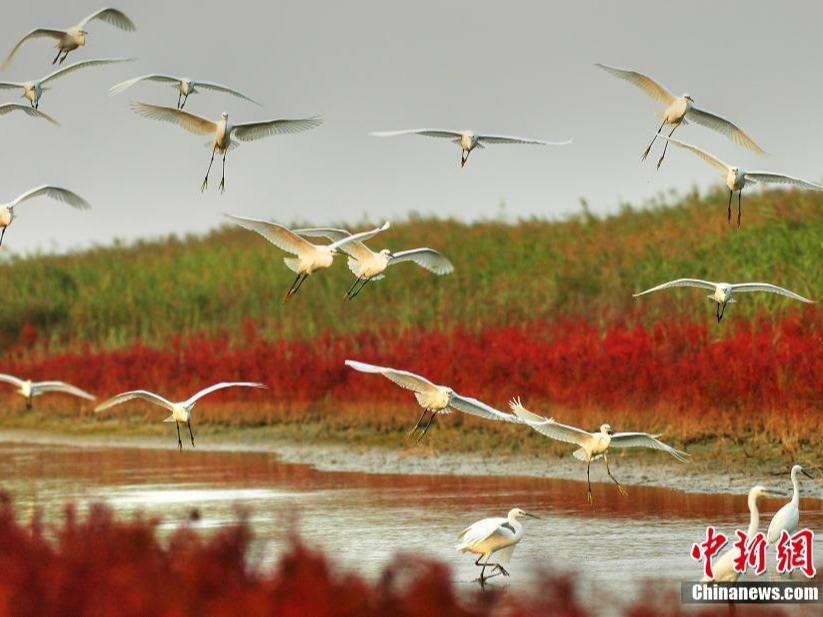 Delta Sungai Kuning Gamit Burung Migrasi