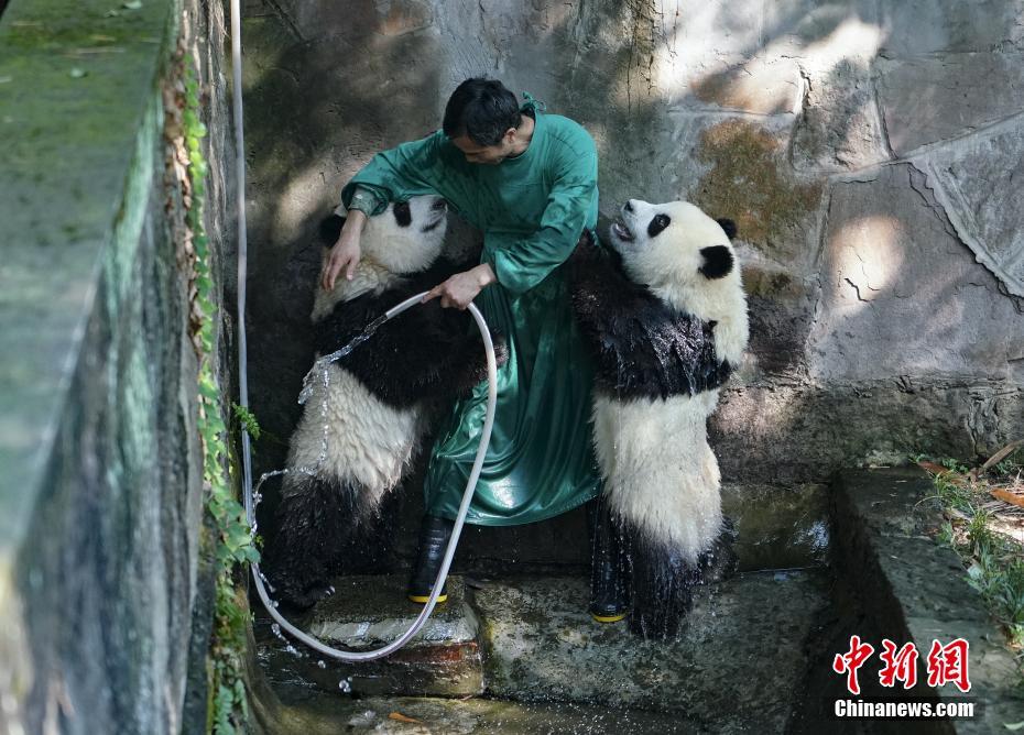 Panda Gergasi Kembar Mandi Sejukkan Badan